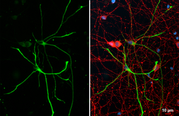 Anti-GFAP antibody [HL1308] used in Immunocytochemistry/ Immunofluorescence (ICC/IF). GTX636726