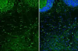 Anti-GFAP antibody [HL1308] used in IHC (Frozen sections) (IHC-Fr). GTX636726