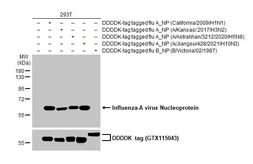 Anti-Influenza A virus Nucleoprotein antibody [HL1321] used in Western Blot (WB). GTX636739