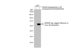 Anti-Influenza A virus Nucleoprotein antibody [HL1323] used in Western Blot (WB). GTX636741