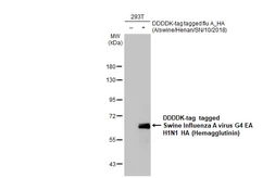 Anti-Swine Influenza A virus G4 EA H1N1 HA (Hemagglutinin) antibody [HL1342] used in Western Blot (WB). GTX636762