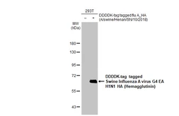 Anti-Swine Influenza A virus G4 EA H1N1 HA (Hemagglutinin) antibody [HL1343] used in Western Blot (WB). GTX636763