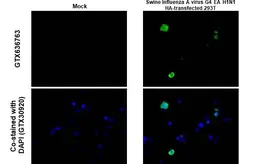 Anti-Swine Influenza A virus G4 EA H1N1 HA (Hemagglutinin) antibody [HL1343] used in IHC-P (cell pellet) (IHC-P (cell pellet)). GTX636763