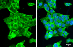 Anti-GSPT1 antibody [HL1345] used in Immunocytochemistry/ Immunofluorescence (ICC/IF). GTX636765