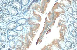 Anti-GSPT1 antibody [HL1346] used in IHC (Paraffin sections) (IHC-P). GTX636766