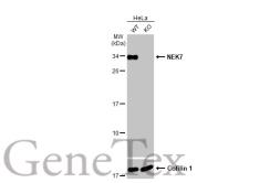 Anti-NEK7 antibody [HL1349] used in Western Blot (WB). GTX636769