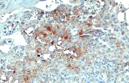 Anti-COL4A1 antibody [HL1351] used in IHC (Paraffin sections) (IHC-P). GTX636771