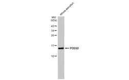 Anti-PDE6D antibody [HL1359] used in Western Blot (WB). GTX636799