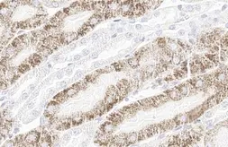 Anti-StAR antibody [HL1360] used in IHC (Paraffin sections) (IHC-P). GTX636800