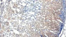 Anti-StAR antibody [HL1362] used in IHC (Paraffin sections) (IHC-P). GTX636802