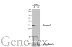 Anti-Caspase 3 antibody [HL1370] used in Western Blot (WB). GTX636810