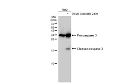 Anti-Caspase 3 antibody [HL1370] used in Western Blot (WB). GTX636810