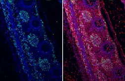 Anti-MyoD1 antibody [HL1372] used in IHC (Paraffin sections) (IHC-P). GTX636812