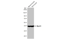 Anti-MyoD1 antibody [HL1372] used in Western Blot (WB). GTX636812
