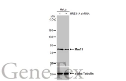 Anti-Mre11 antibody [HL1386] used in Western Blot (WB). GTX636826