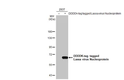Anti-Lassa virus Nucleoprotein antibody [HL1390] used in Western Blot (WB). GTX636830