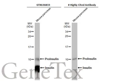 Anti-Insulin antibody [HL1393] used in Western Blot (WB). GTX636833