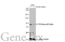 Anti-PI3 kinase p85 alpha antibody [HL1414] used in Western Blot (WB). GTX636880