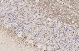 Anti-FCER1G antibody [HL1418] used in IHC (Paraffin sections) (IHC-P). GTX636884