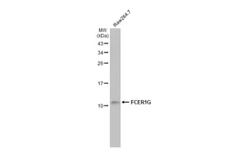 Anti-FCER1G antibody [HL1418] used in Western Blot (WB). GTX636884