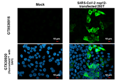 Anti-SARS-CoV-2 (COVID-19) nsp12 / RdRP antibody [HL1444] used in Immunocytochemistry/ Immunofluorescence (ICC/IF). GTX636916