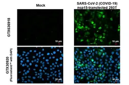 Anti-SARS-CoV-2 (COVID-19) nsp15 antibody [HL1446] used in Immunocytochemistry/ Immunofluorescence (ICC/IF). GTX636918