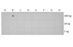 Anti-Histone H3K18ac (Acetyl Lys18) antibody [HL1463] used in Dot blot (Dot). GTX636937