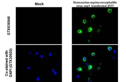 Anti-Venezuelan Equine Encephalitis Virus nsP1 antibody [HL1472] used in IHC-P (cell pellet) (IHC-P (cell pellet)). GTX636946