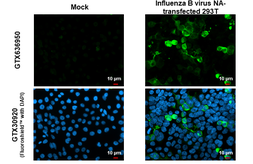 Anti-Influenza B virus Neuraminidase (NA) antibody [HL1476] used in Immunocytochemistry/ Immunofluorescence (ICC/IF). GTX636950