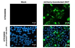 Anti-mCherry antibody [HL1482] used in Immunocytochemistry/ Immunofluorescence (ICC/IF). GTX636956