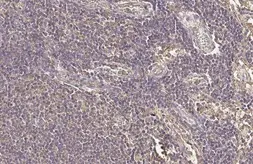 Anti-RAB5A antibody [HL1497] used in IHC (Paraffin sections) (IHC-P). GTX636971