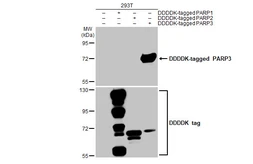 Anti-PARP3 antibody [HL1509] used in Western Blot (WB). GTX636983