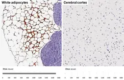 Anti-FABP4 antibody [HL1521] used in IHC (Paraffin sections) (IHC-P). GTX636995
