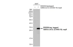 Anti-SARS-CoV-2 (COVID-19) nsp8 antibody [HL1523] used in Western Blot (WB). GTX636997