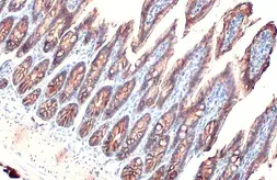 Anti-EpCAM antibody [HL1524] used in IHC (Paraffin sections) (IHC-P). GTX636998