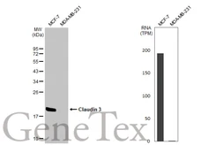 Anti-Claudin 3 antibody [HL1527] used in Western Blot (WB). GTX637000