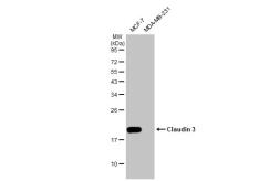 Anti-Claudin 3 antibody [HL1527] used in Western Blot (WB). GTX637000