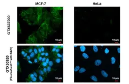 Anti-Claudin 3 antibody [HL1527] used in Immunocytochemistry/ Immunofluorescence (ICC/IF). GTX637000