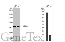 Anti-ACSL1 antibody [HL1530] used in Western Blot (WB). GTX637003
