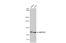 Anti-NPEPPS antibody [HL1531] used in Western Blot (WB). GTX637005