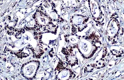 Anti-KAP1 antibody [HL1539] used in IHC (Paraffin sections) (IHC-P). GTX637013