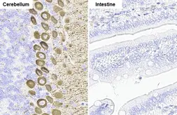 Anti-IP3 Receptor I antibody [HL1541] used in IHC (Paraffin sections) (IHC-P). GTX637015