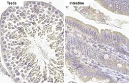 Anti-MCL1 antibody [HL1544] used in IHC (Paraffin sections) (IHC-P). GTX637019