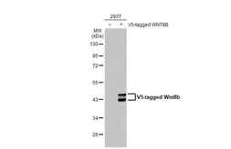 Anti-Wnt8b antibody [HL1549] used in Western Blot (WB). GTX637024