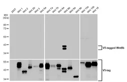 Anti-Wnt8b antibody [HL1549] used in Western Blot (WB). GTX637024
