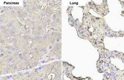 Anti-eIF4E antibody [HL1553] used in IHC (Paraffin sections) (IHC-P). GTX637028