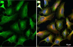 Anti-eIF4E antibody [HL1553] used in Immunocytochemistry/ Immunofluorescence (ICC/IF). GTX637028