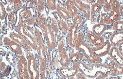 Anti-eIF4E antibody [HL1553] used in IHC (Paraffin sections) (IHC-P). GTX637028