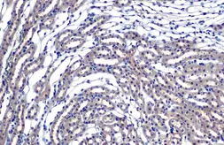 Anti-eIF4E antibody [HL1554] used in IHC (Paraffin sections) (IHC-P). GTX637029
