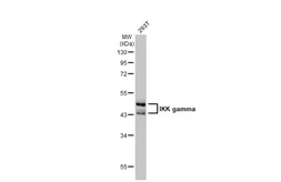 Anti-IKK gamma antibody [HL1577] used in Western Blot (WB). GTX637052